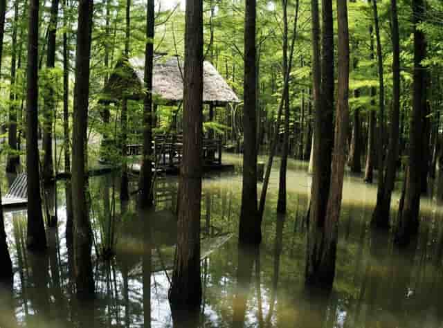 新冠病毒来源研究疫情