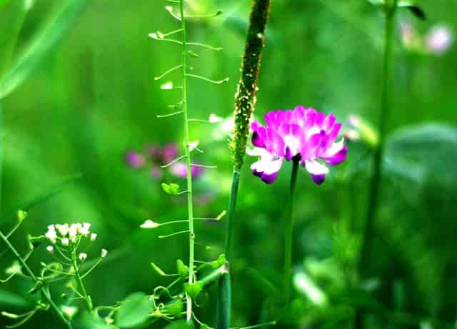油电混合汽车还是燃油车好