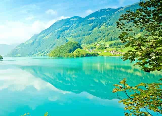 袖虎揭秘：病猫病狗也可能是过敏的吗？