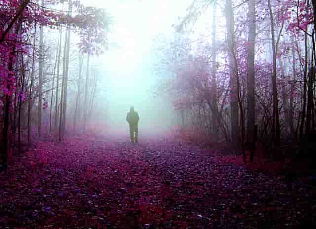 袖虎病狗攻略：不让碰爪爪？小心这是病