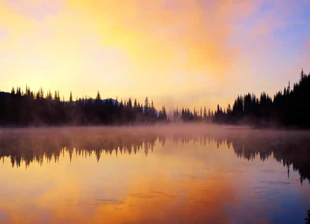 袖虎提醒遭遇骗子卖猫后主人怎么办