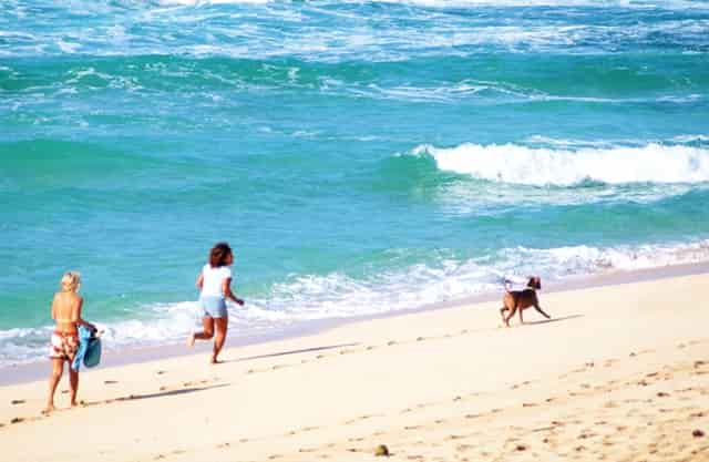 袖虎宠物养宠攻略：有泪痕的猫是生病了吗？