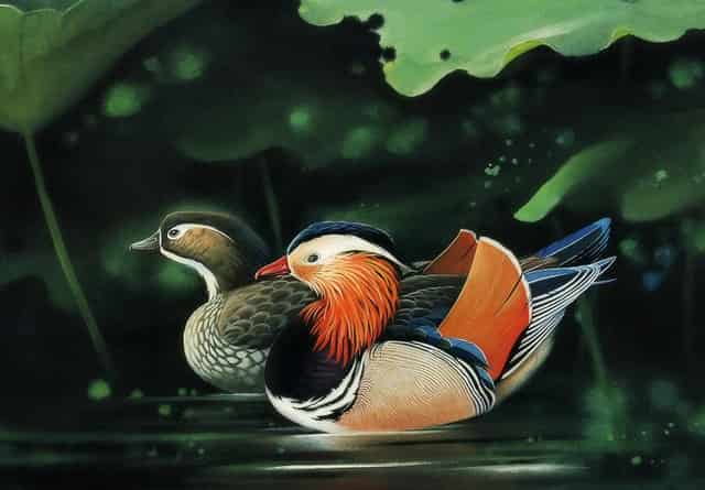 袖虎病猫攻略：猫咪耳朵肿，别想省钱啦！