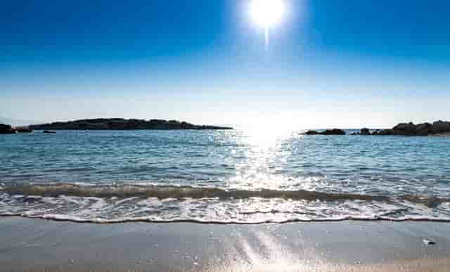 袖虎病狗攻略：金毛关节炎，必须小心